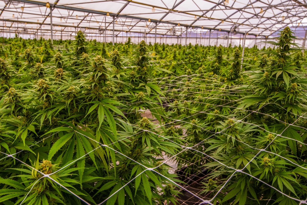cannabis industry trends